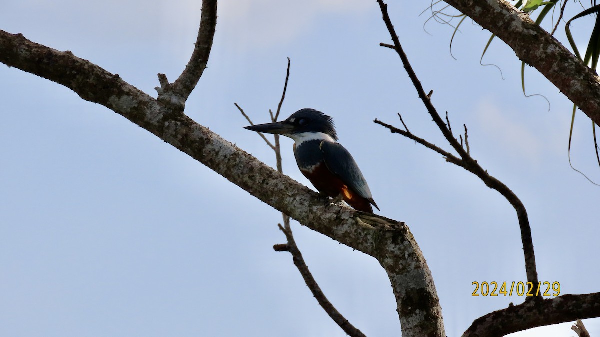 Martín Gigante Neotropical - ML622917884