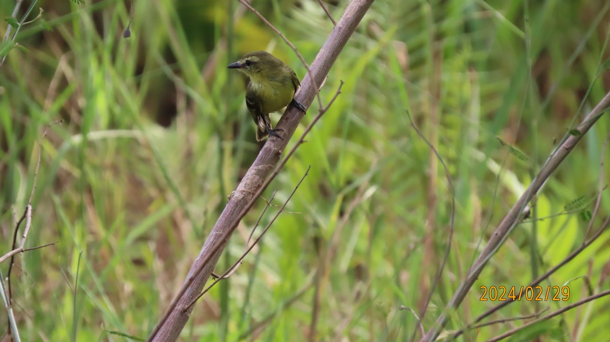 Yellow Tyrannulet - Paul Wolter