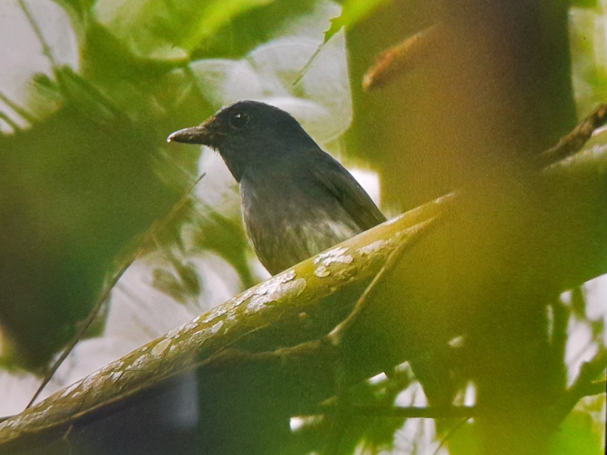 White-tailed Flycatcher - ML622917929