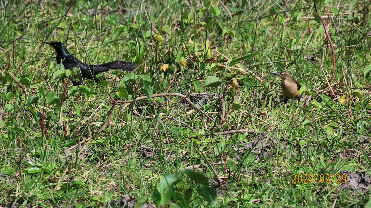 Nicaraguan Grackle - ML622917938