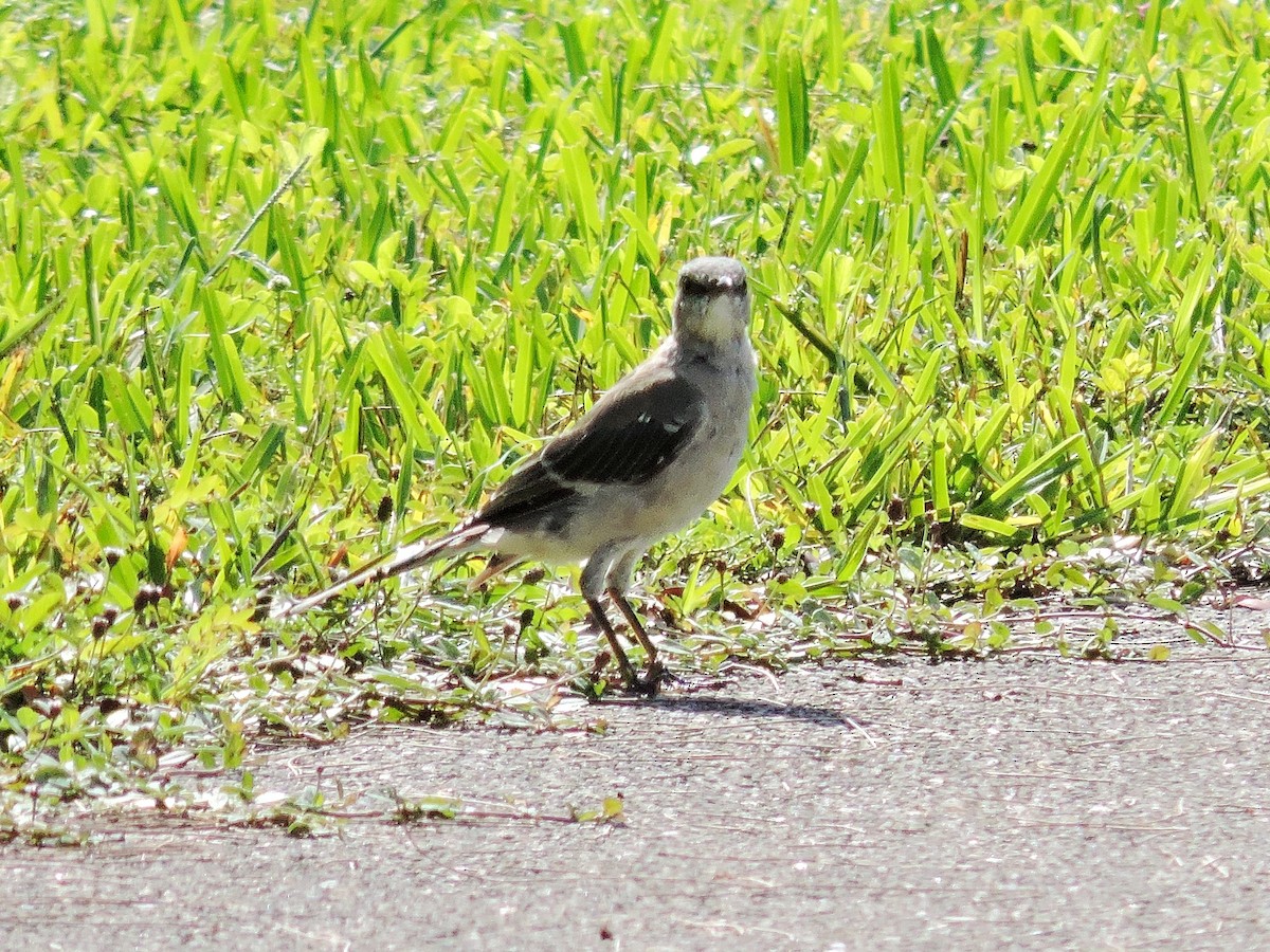 Northern Mockingbird - Celeste Paiva