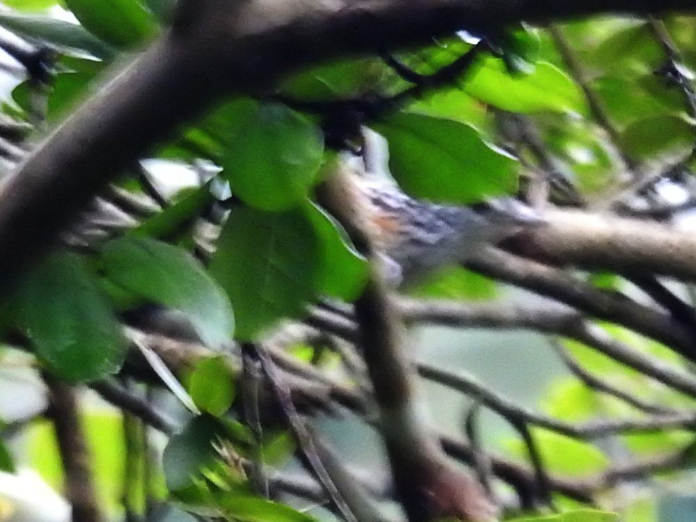 Klages's Antbird - ML622918086