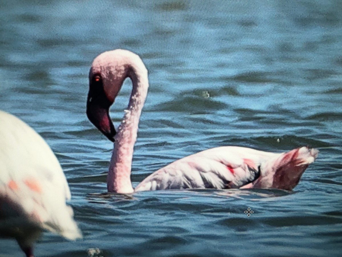 Lesser Flamingo - ML622918109