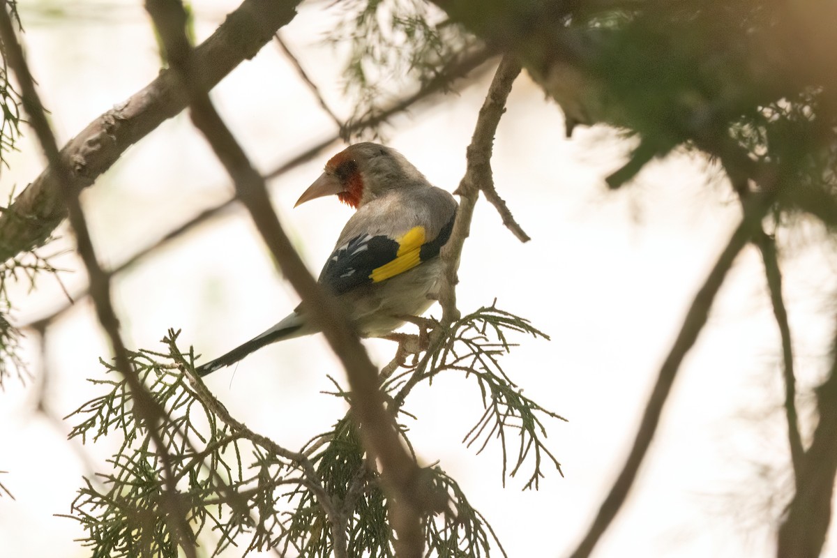 Chardonneret élégant (groupe caniceps) - ML622918161