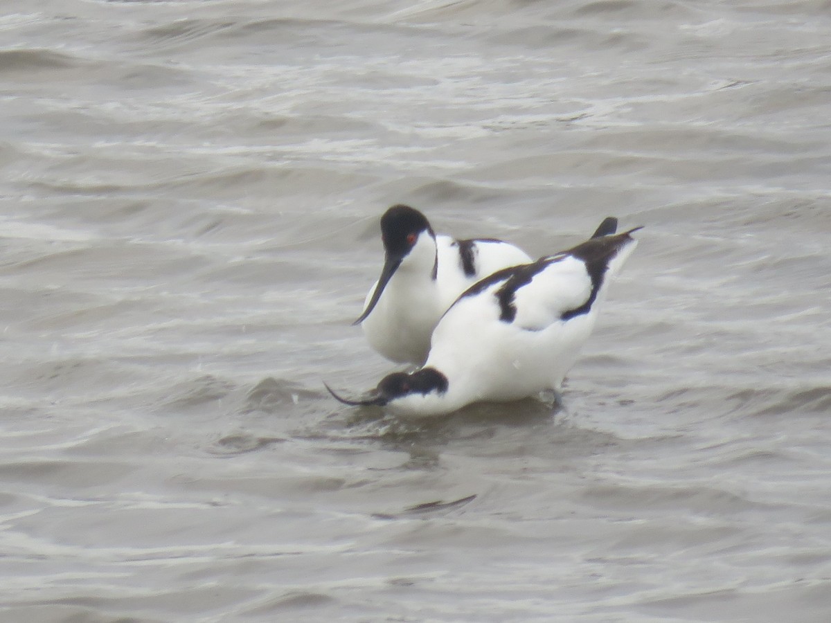 Pied Avocet - Gareth Bain