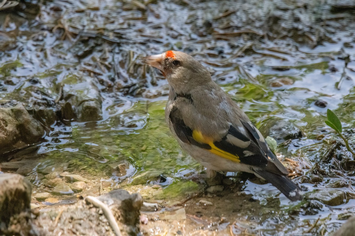 Chardonneret élégant (groupe caniceps) - ML622918169