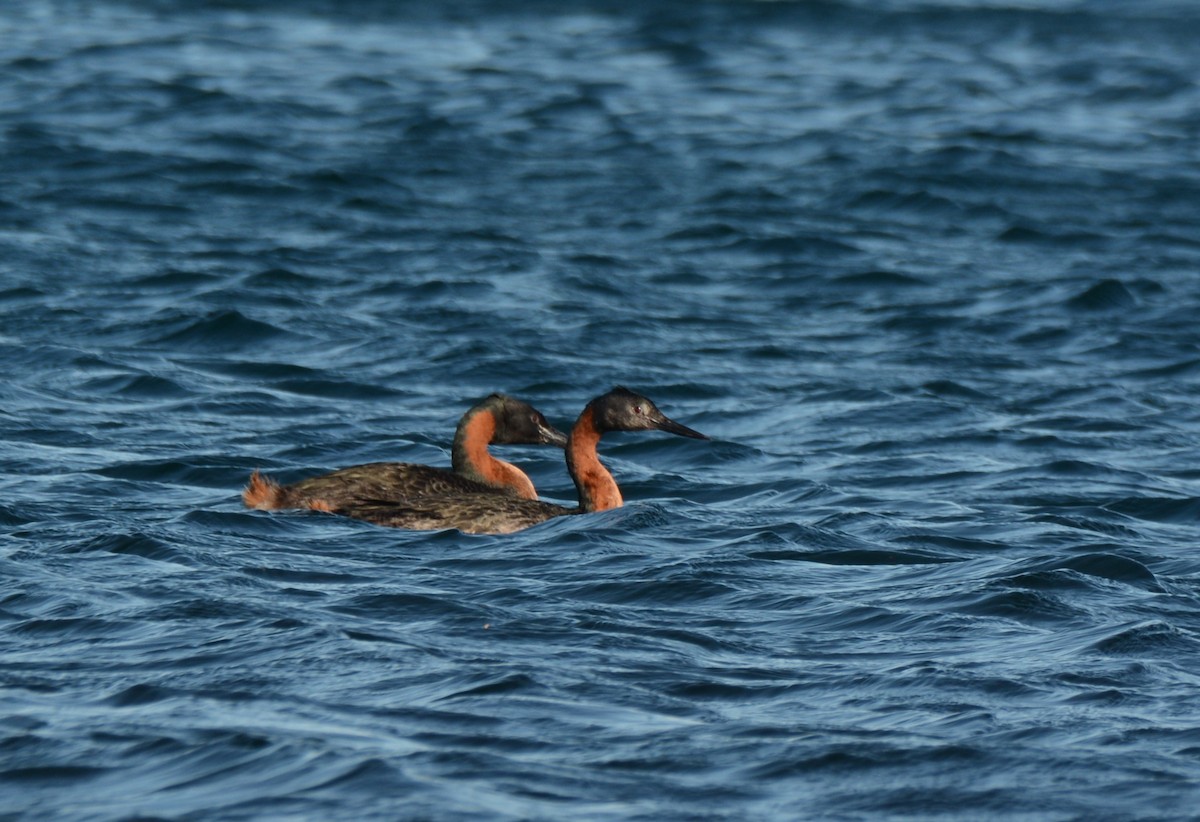 Great Grebe - ML622918173