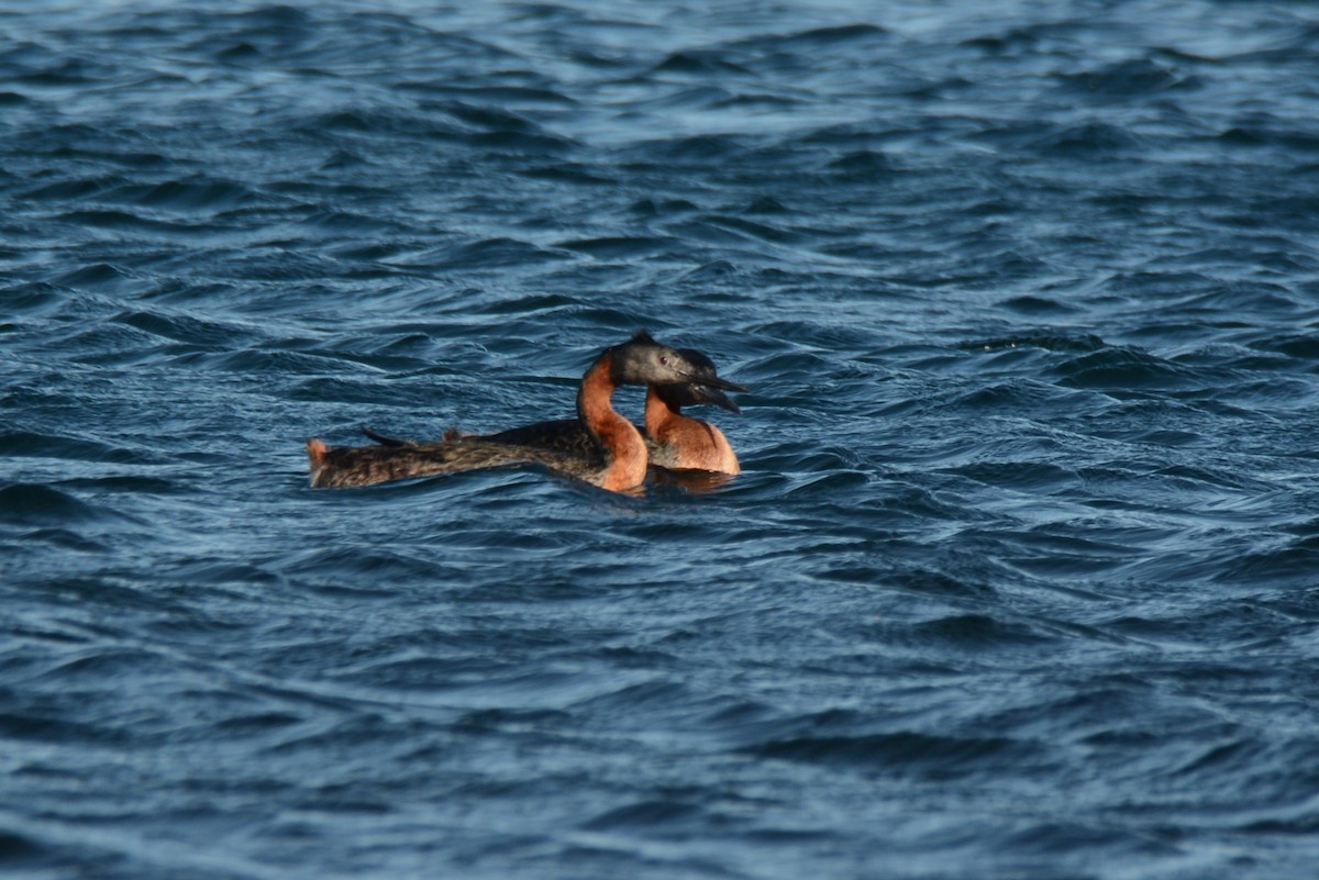 Great Grebe - ML622918175