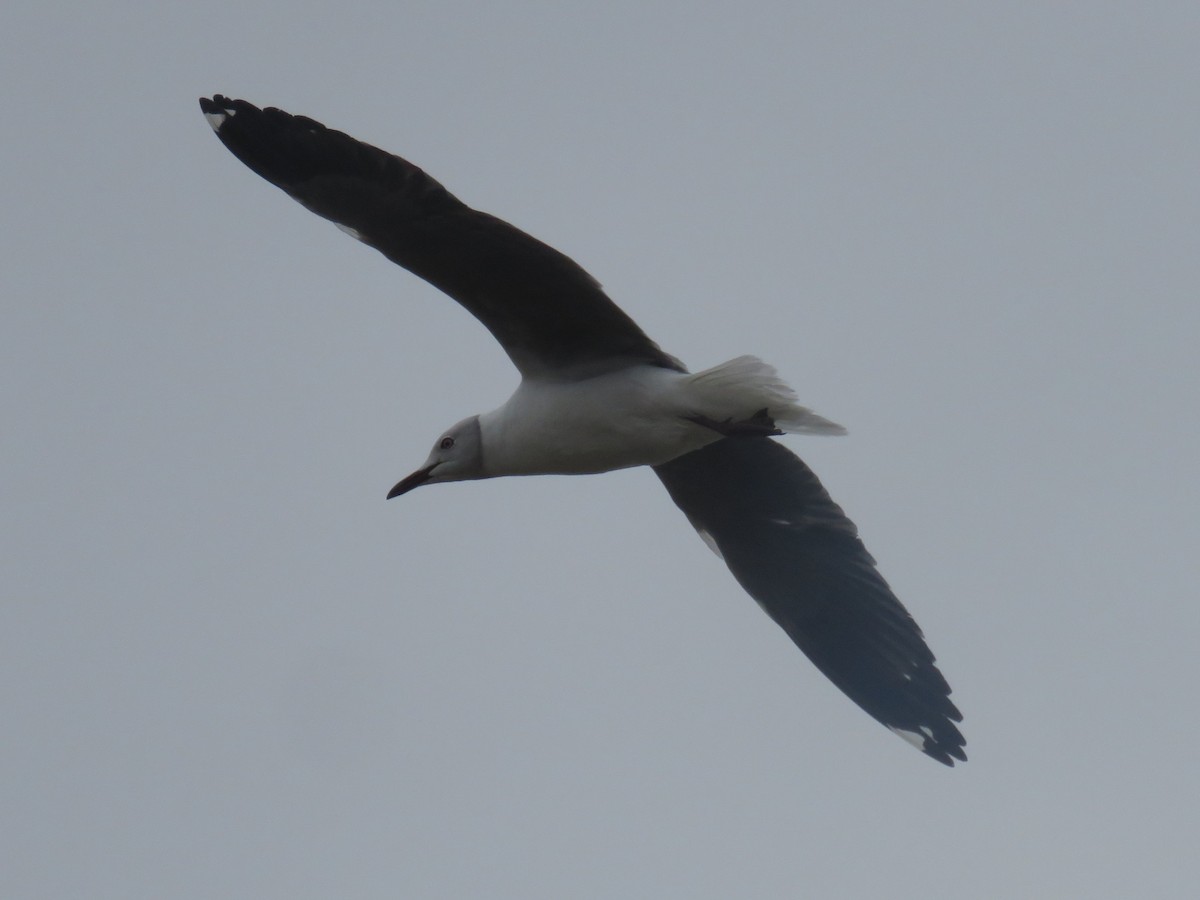 Gray-hooded Gull - ML622918223