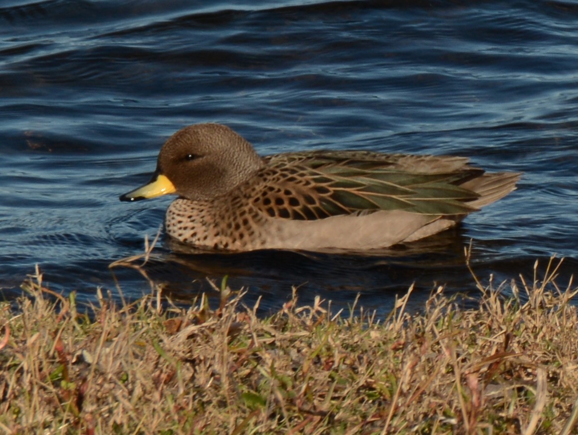 Yellow-billed Teal - ML622918230