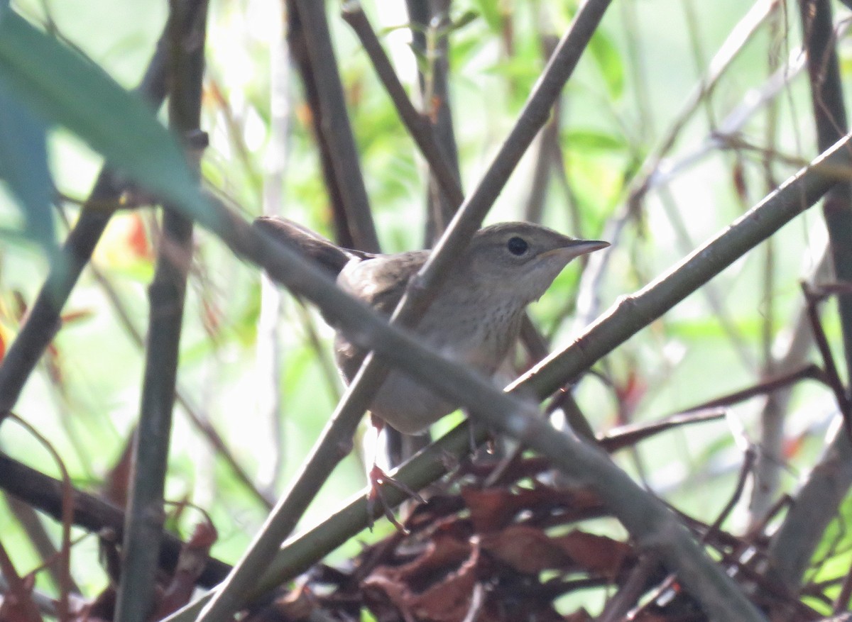 Common Grasshopper Warbler - ML622918246