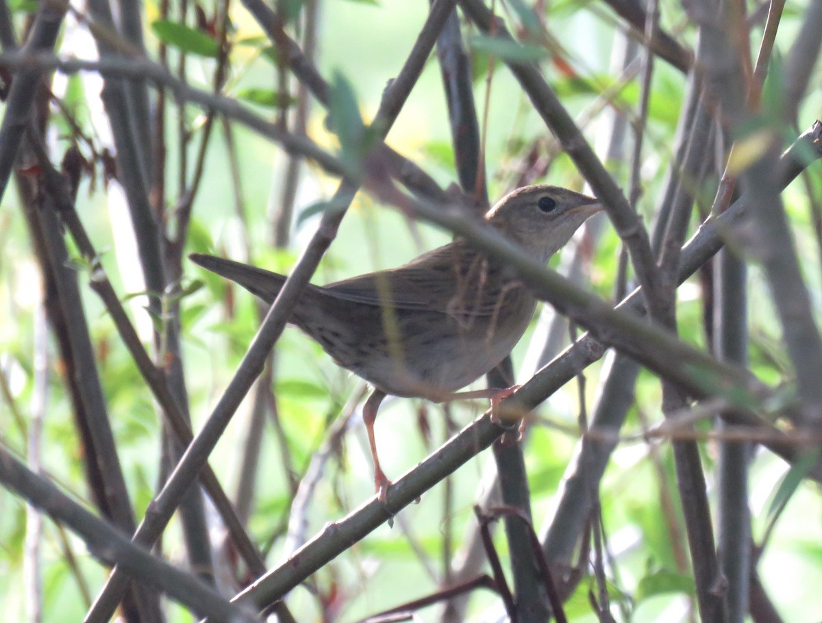 Common Grasshopper Warbler - ML622918247