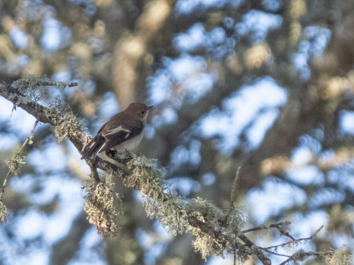 European Pied Flycatcher - ML622918266