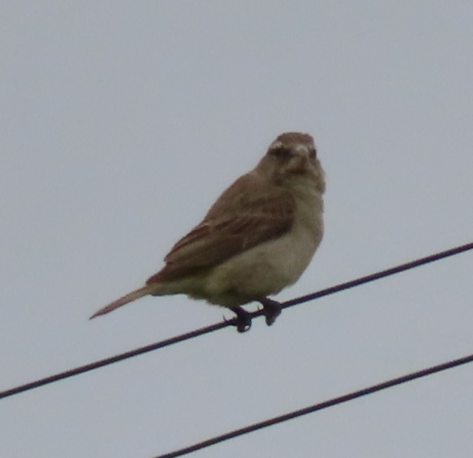 White-throated Canary - ML622918372