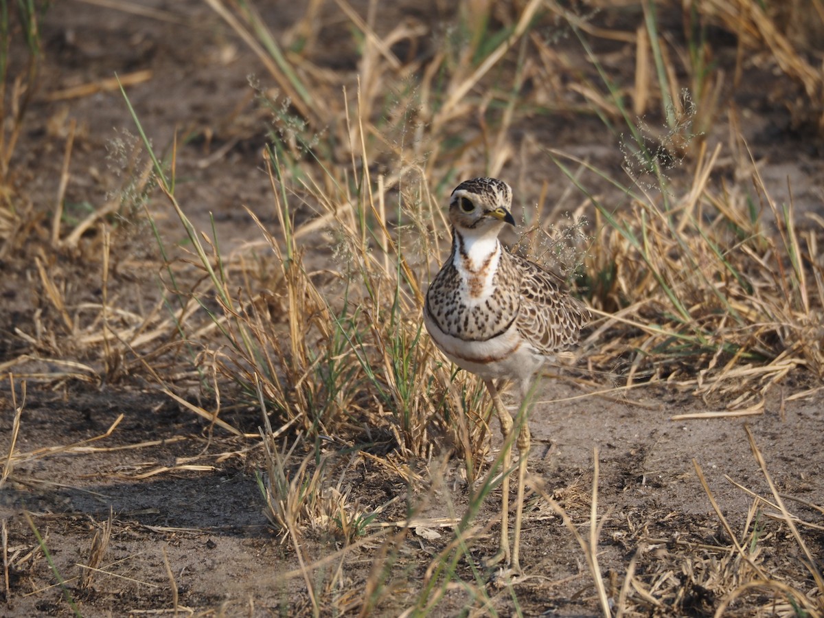 Three-banded Courser - ML622918373