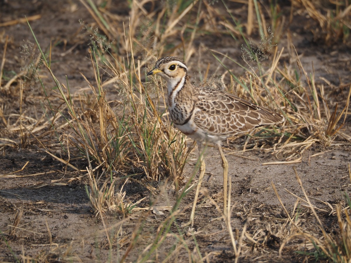 Three-banded Courser - ML622918398