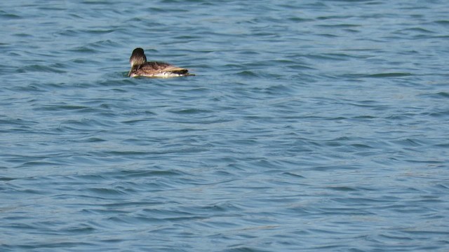 Long-tailed Duck - ML622918415