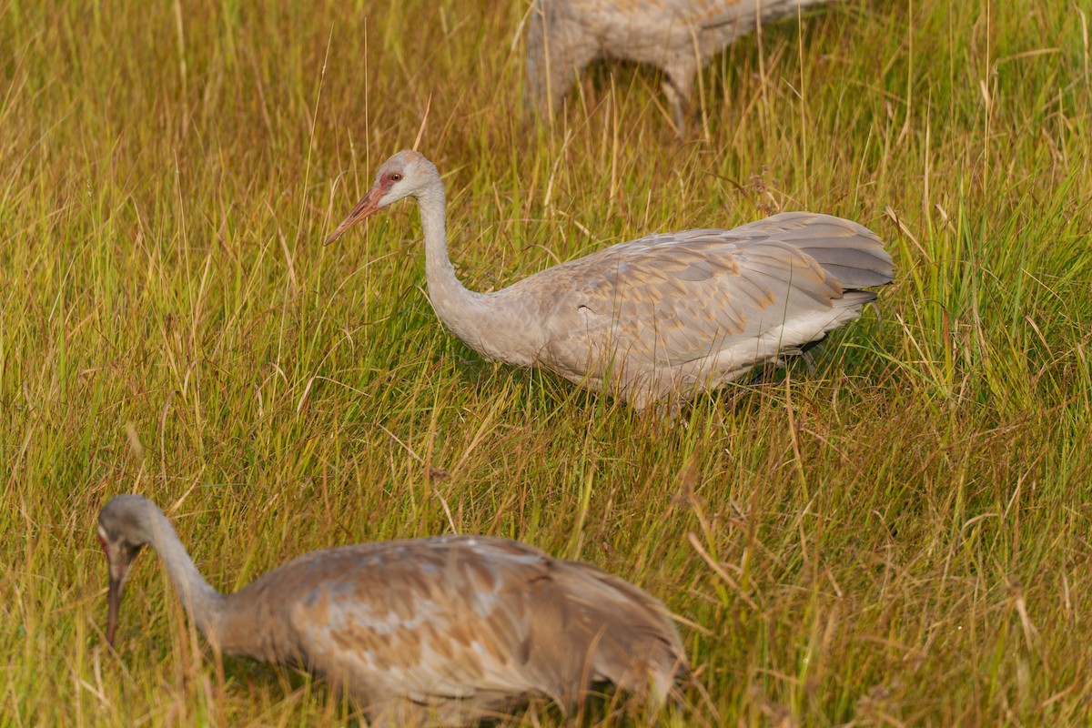 Sandhill Crane - ML622918448