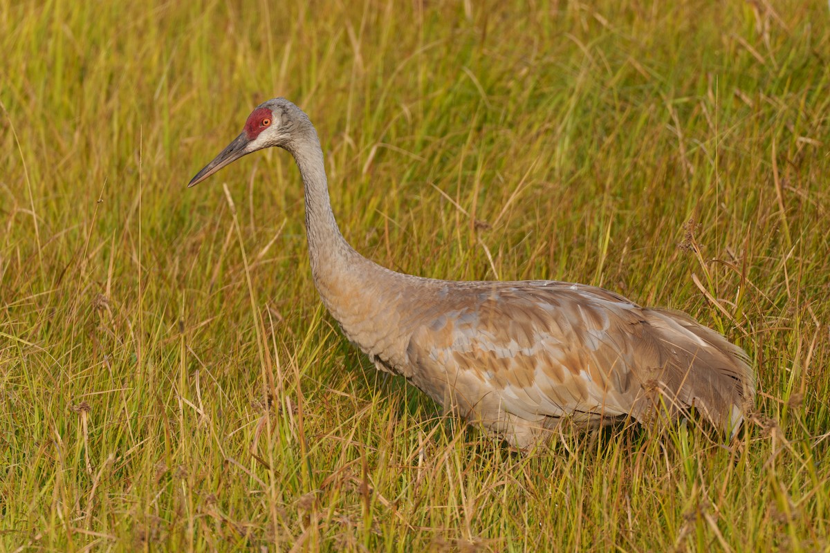 Sandhill Crane - ML622918449