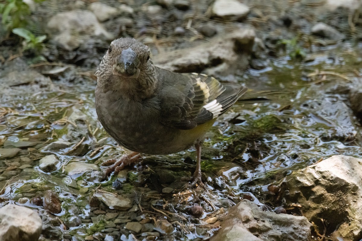 White-winged Grosbeak - ML622918501