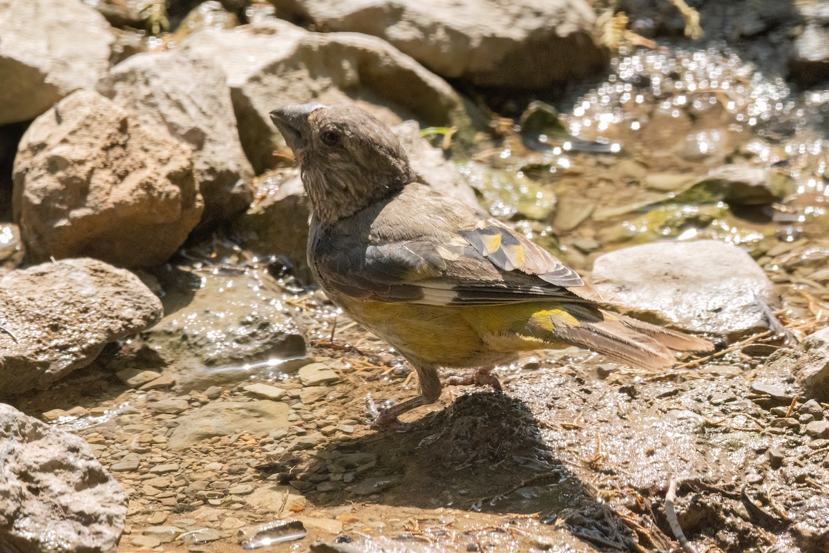 White-winged Grosbeak - ML622918502