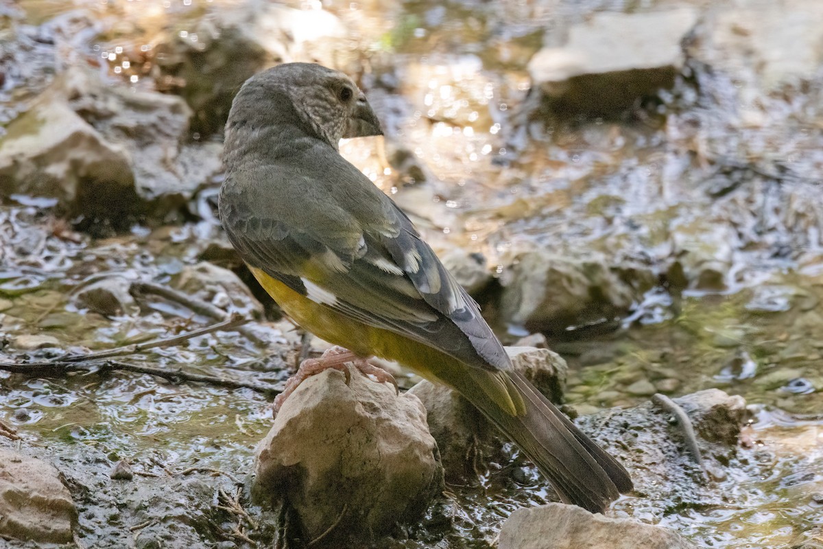 Gros-bec à ailes blanches - ML622918541