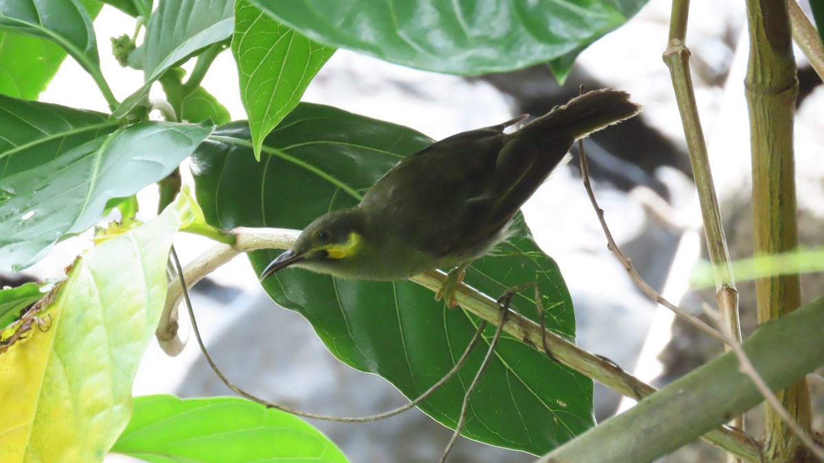 Eastern Wattled-Honeyeater - ML622918554