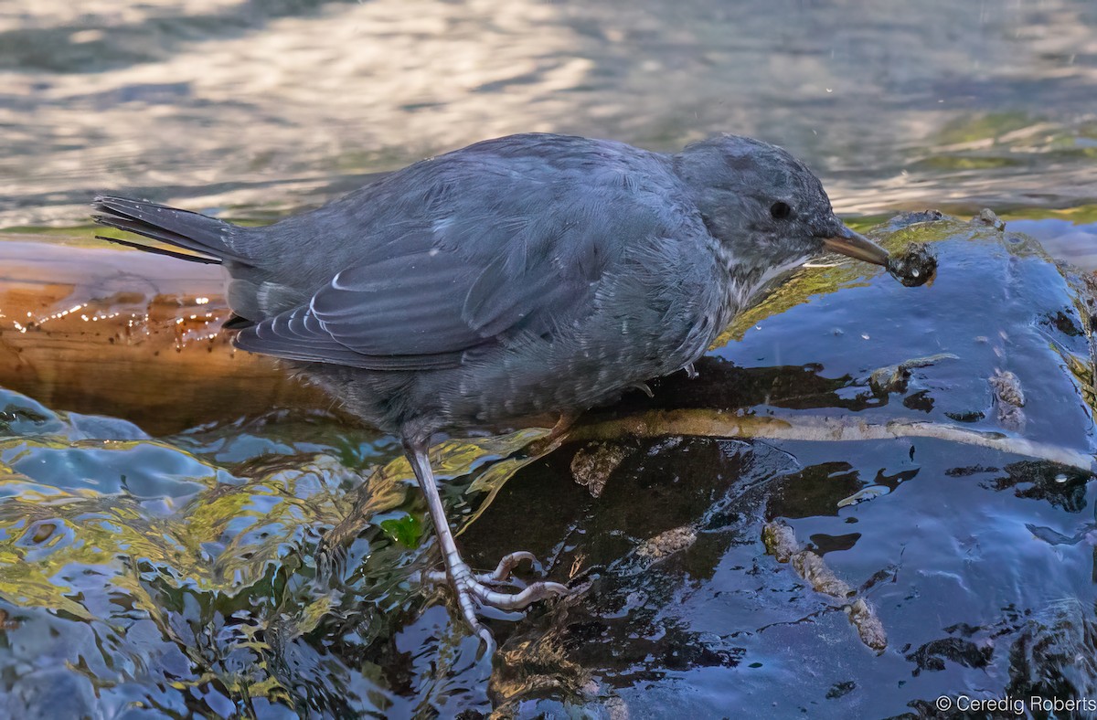 American Dipper - ML622918560