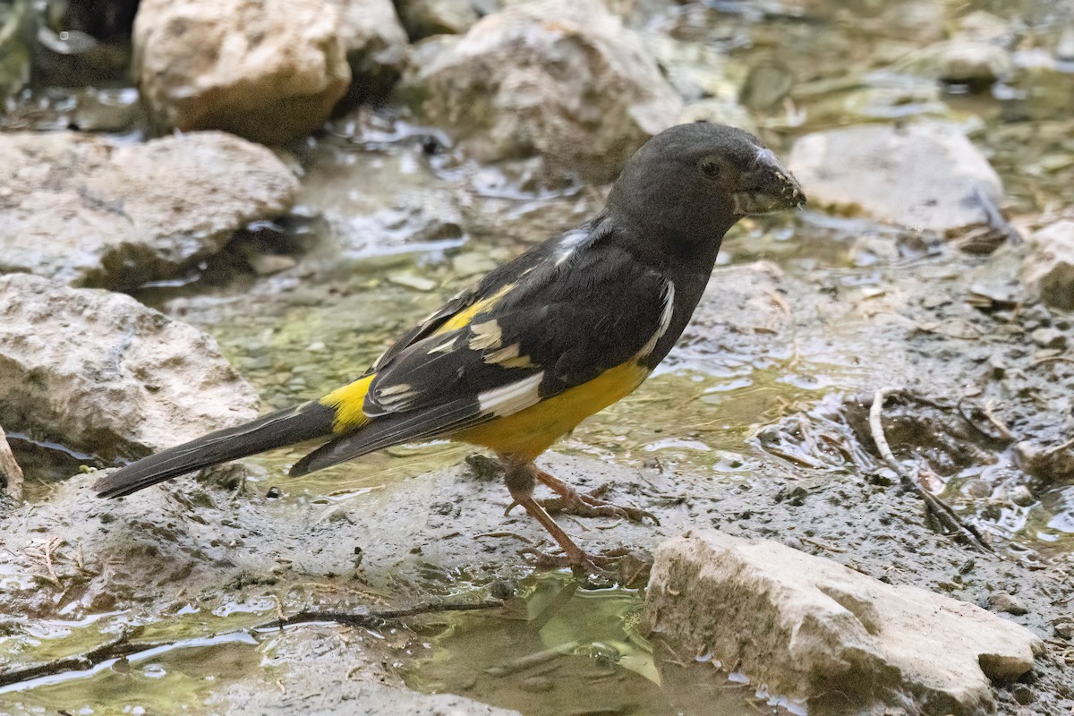 White-winged Grosbeak - ML622918588