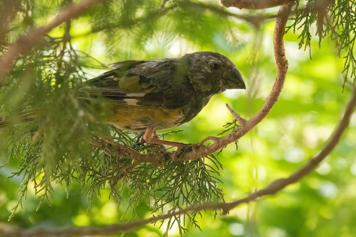 White-winged Grosbeak - ML622918600