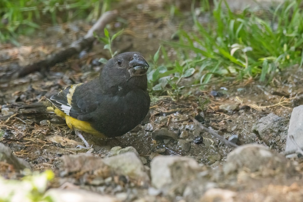 Gros-bec à ailes blanches - ML622918606