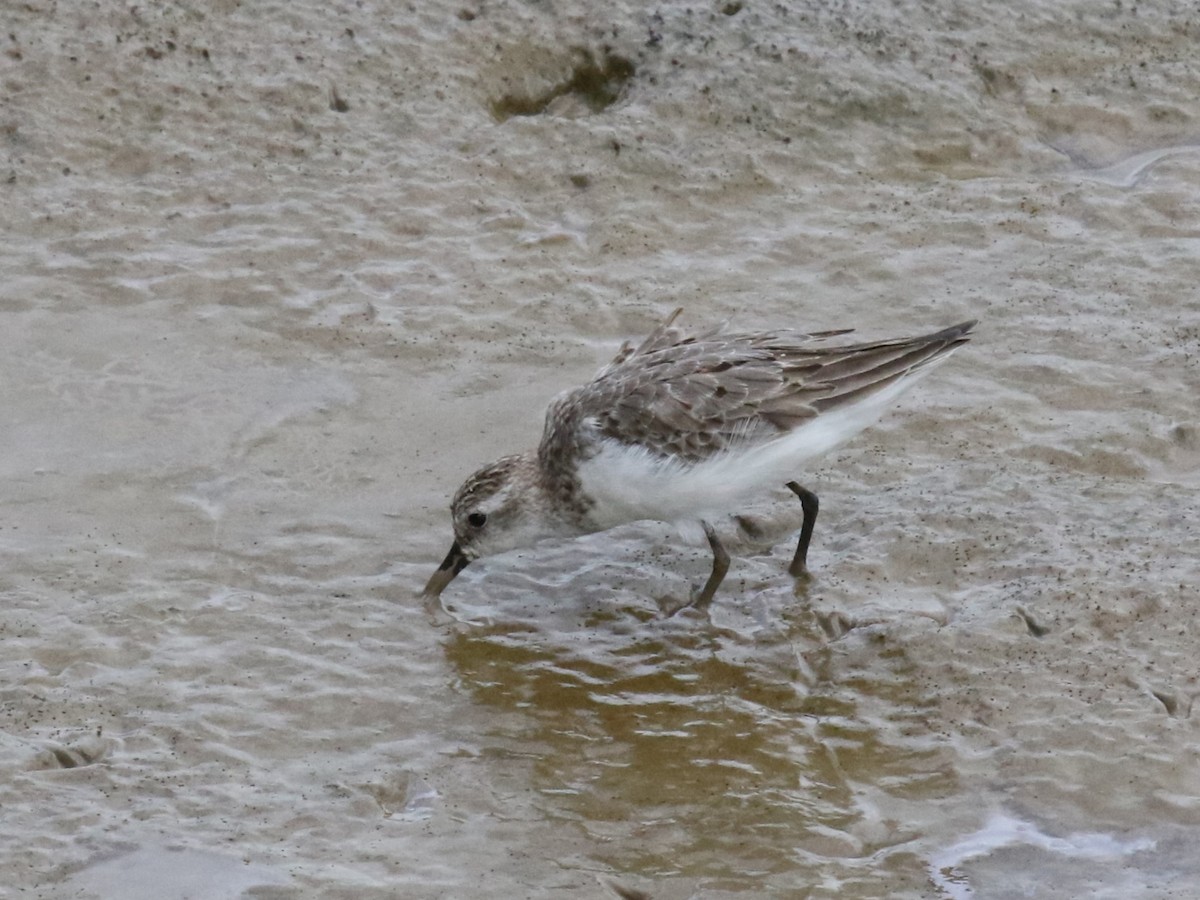 Semipalmated Sandpiper - ML622918644