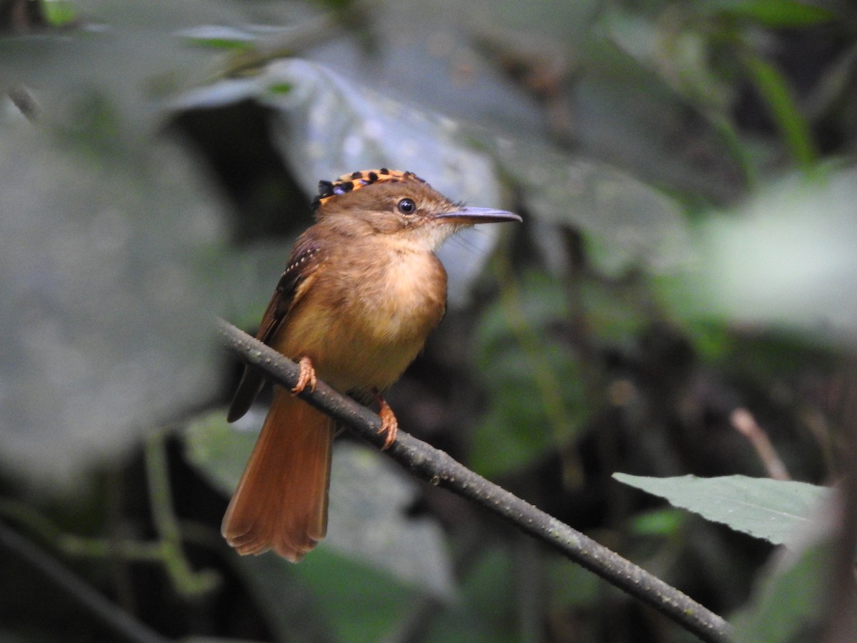 Tropical Royal Flycatcher - ML622918772