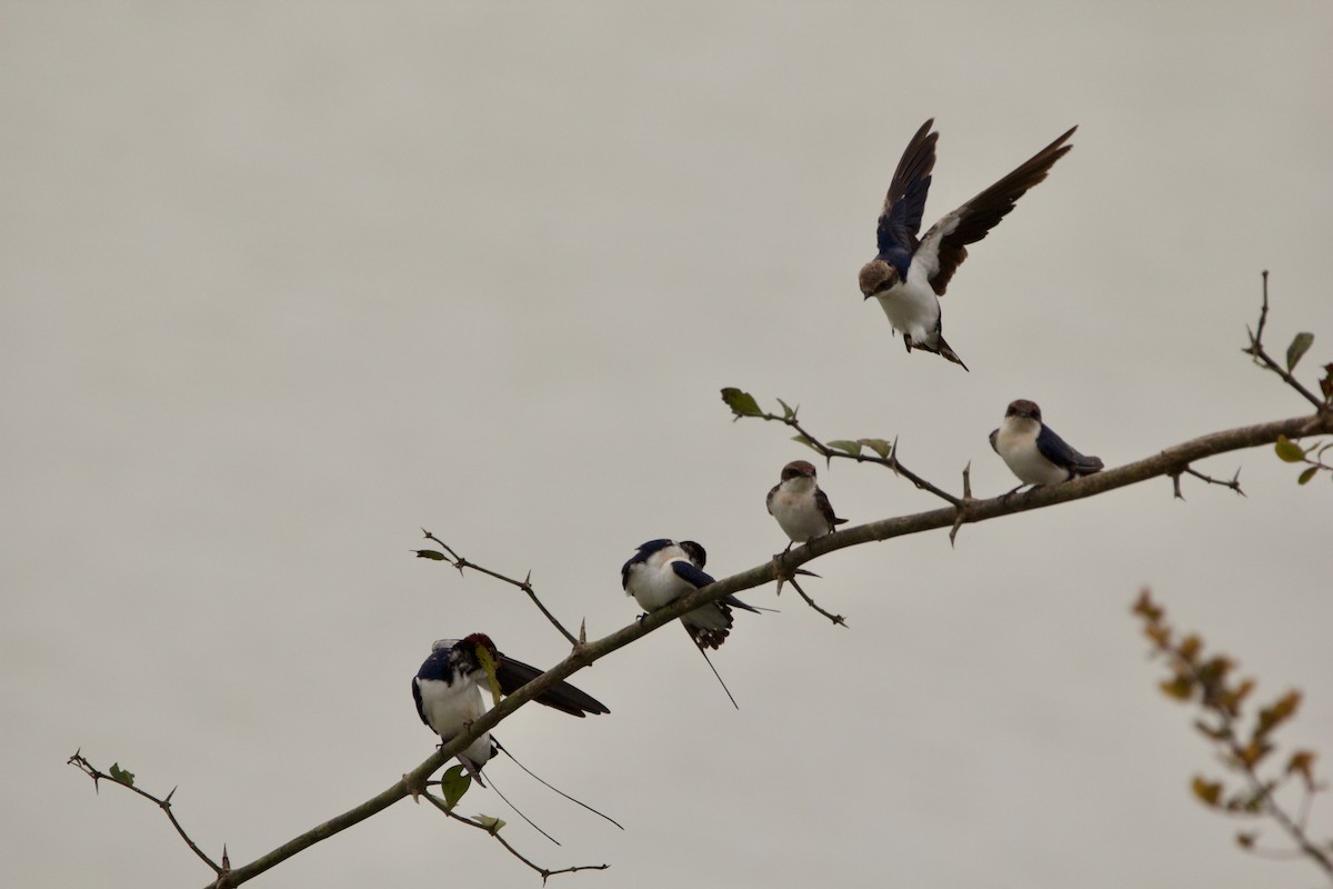 Wire-tailed Swallow - ML622918779