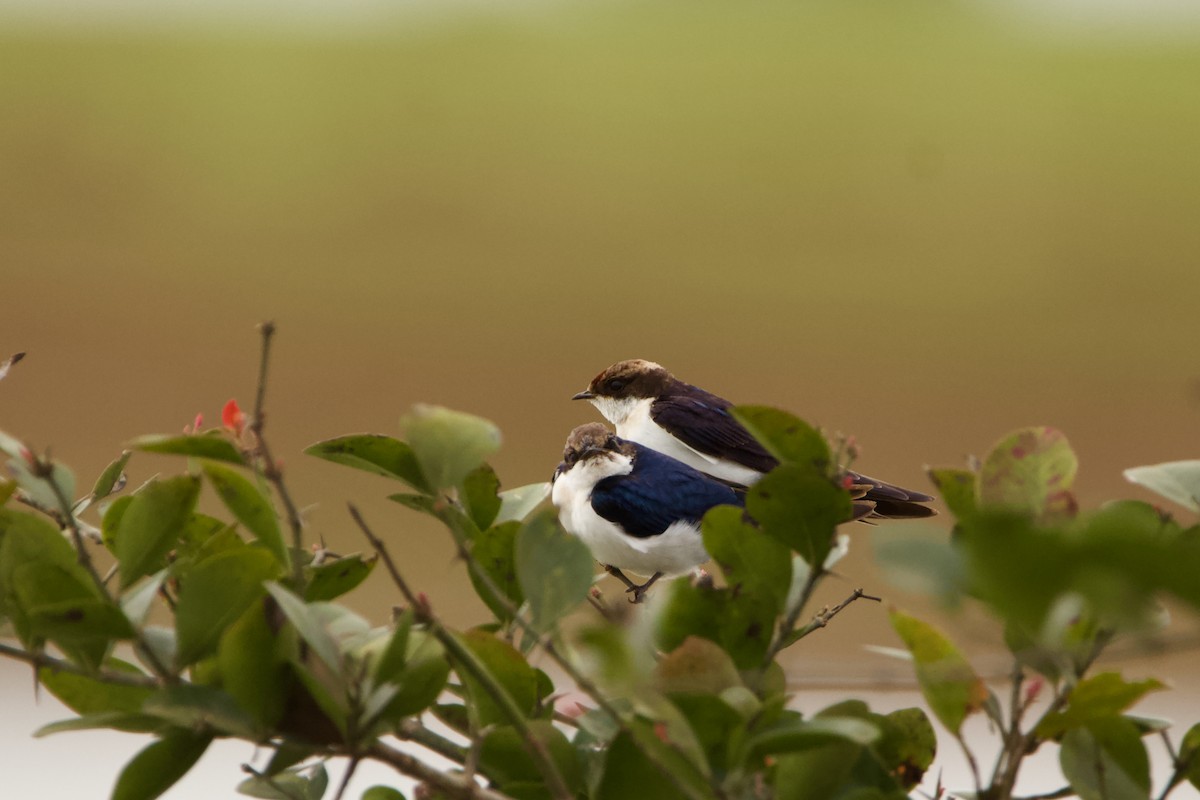 Wire-tailed Swallow - ML622918781