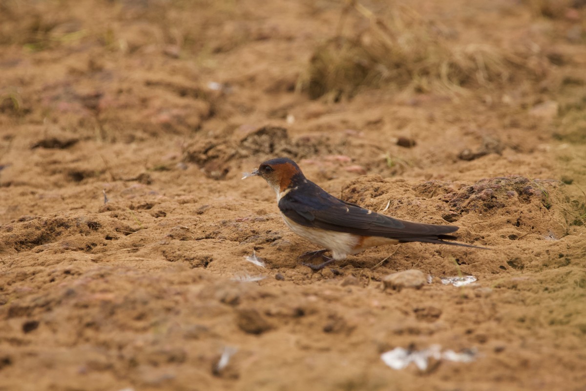 Red-rumped Swallow - Abhijeet  Avate