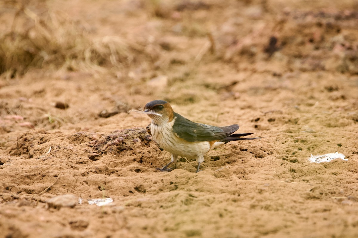 Red-rumped Swallow - ML622918821