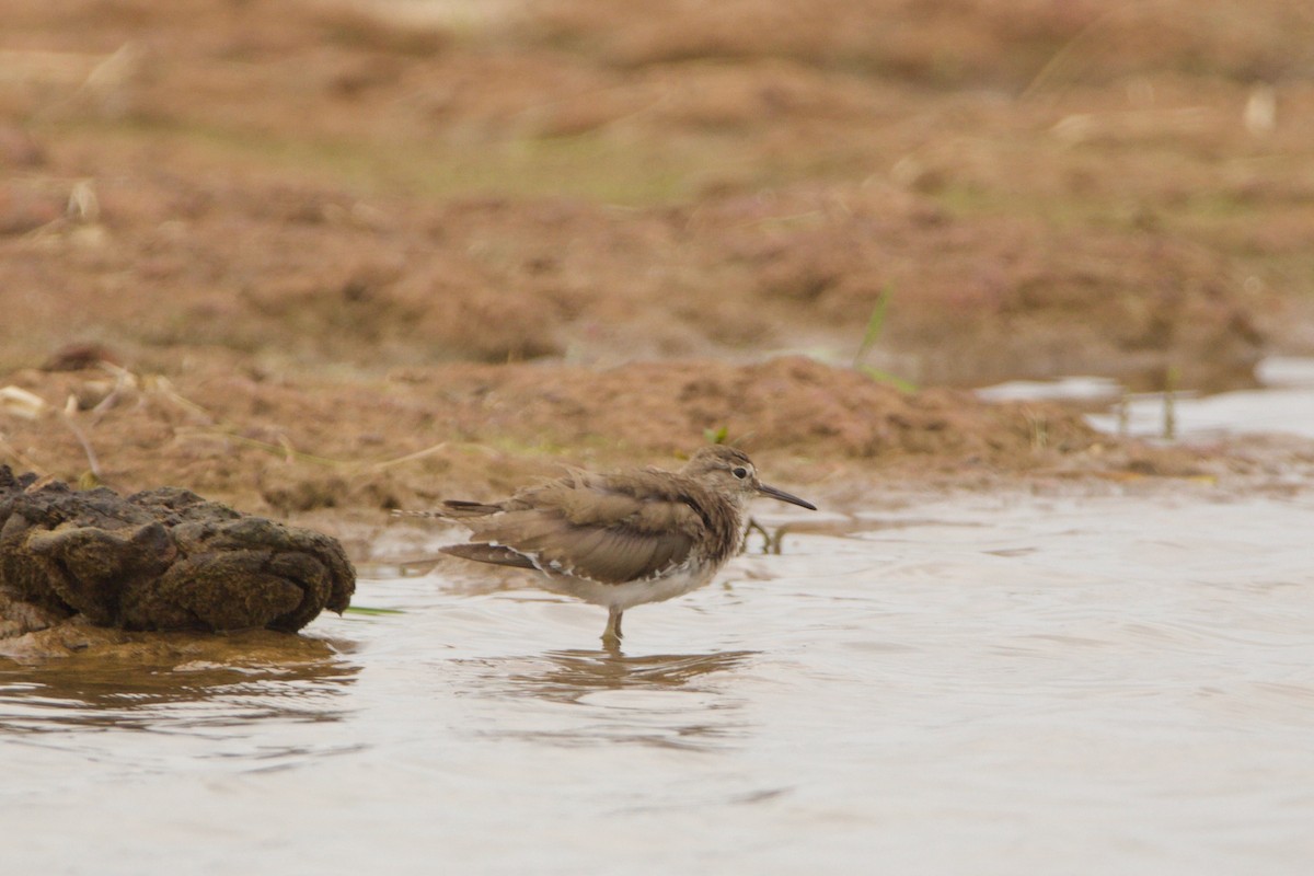 Common Sandpiper - ML622918836