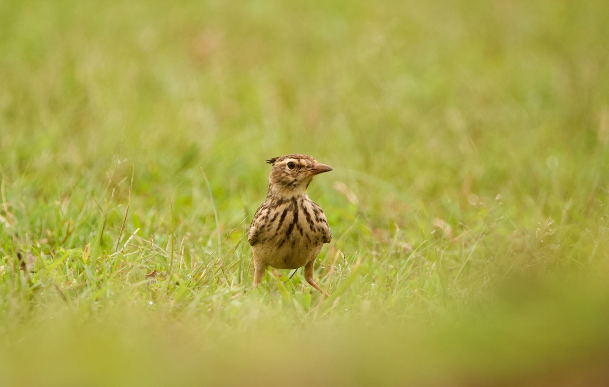 Malabar Lark - ML622918844