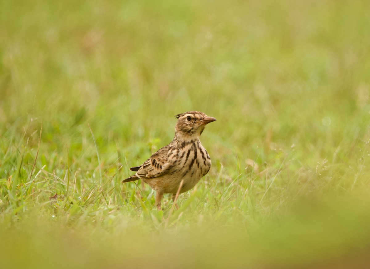 Malabar Lark - ML622918847