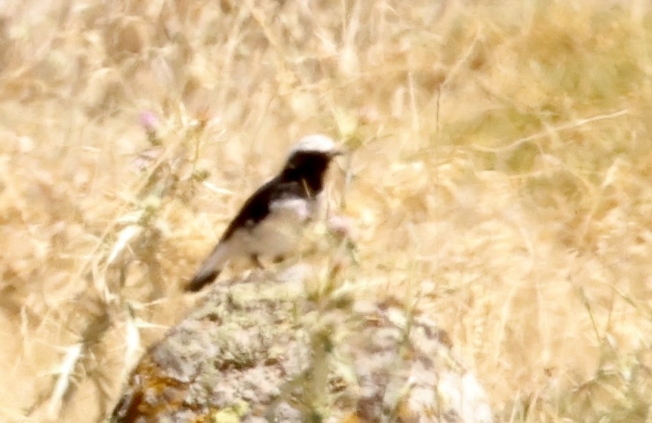 Finsch's Wheatear - ML622918878