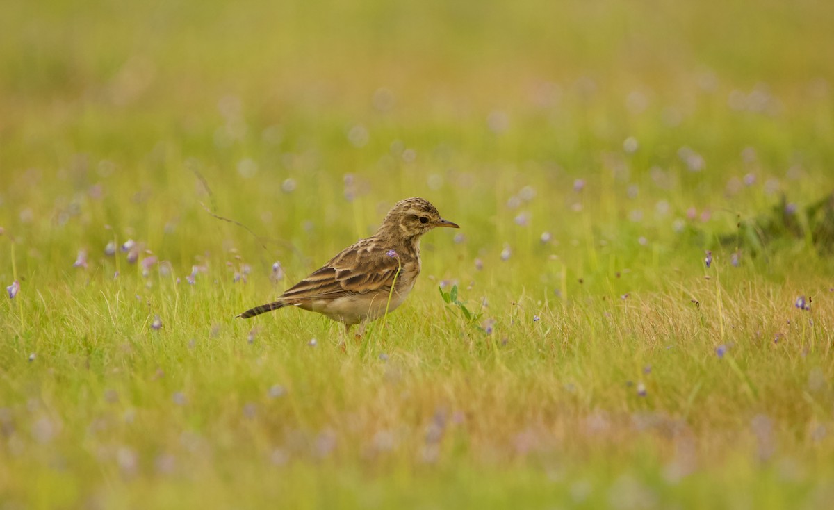 Paddyfield Pipit - ML622918880