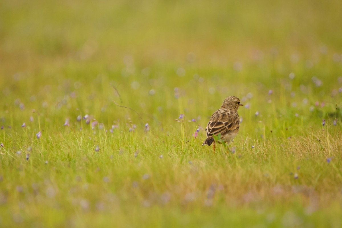 Paddyfield Pipit - ML622918882