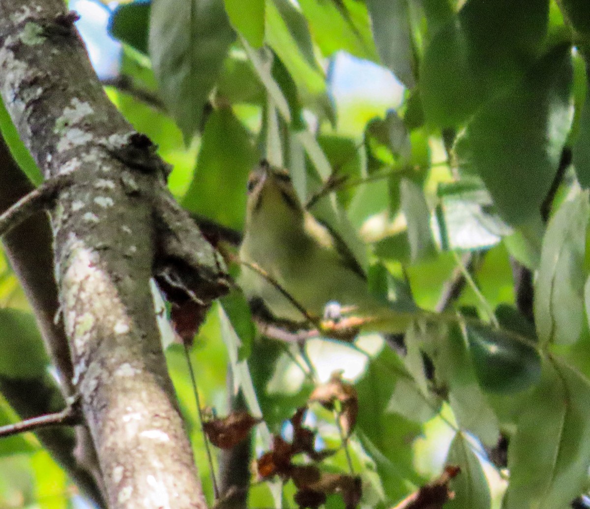 Black-whiskered Vireo - ML622918902