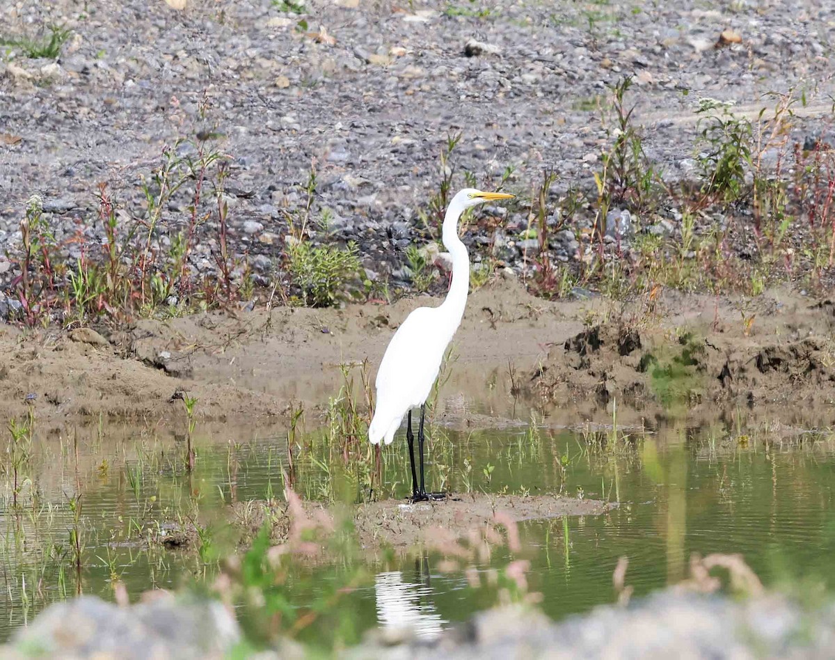 Great Egret - Marc Belliard