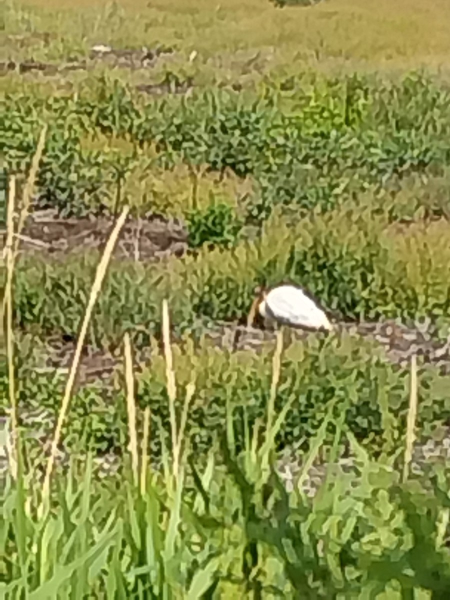 Wood Stork - ML622918927