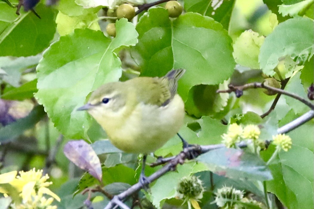 Tennessee Warbler - ML622918935