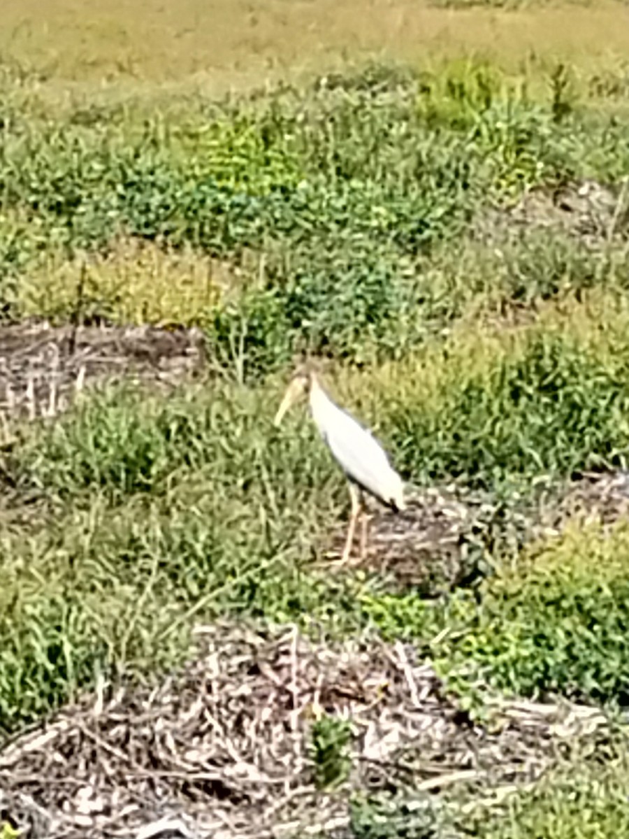 Wood Stork - ML622918936