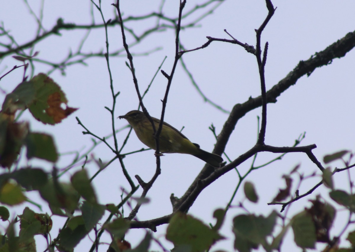 Palm Warbler - Mathieu Briand