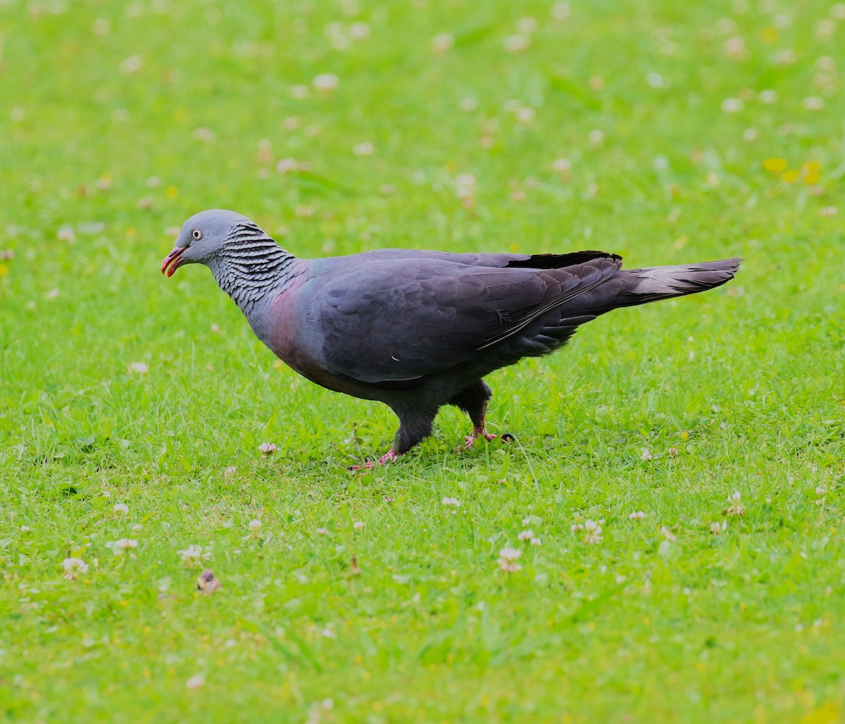 Trocaz Pigeon - ML622919041